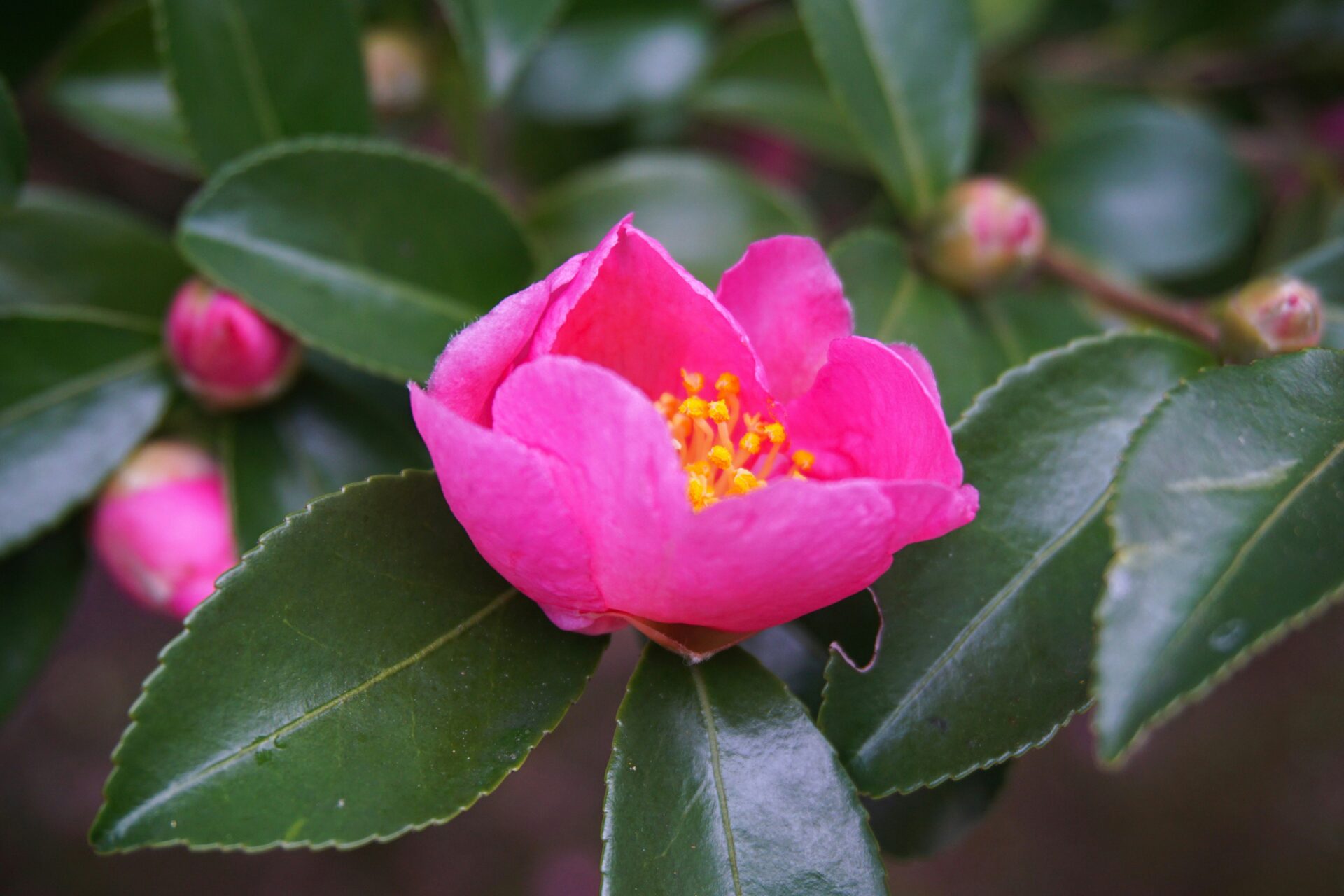 ファミリーミーティングのお礼